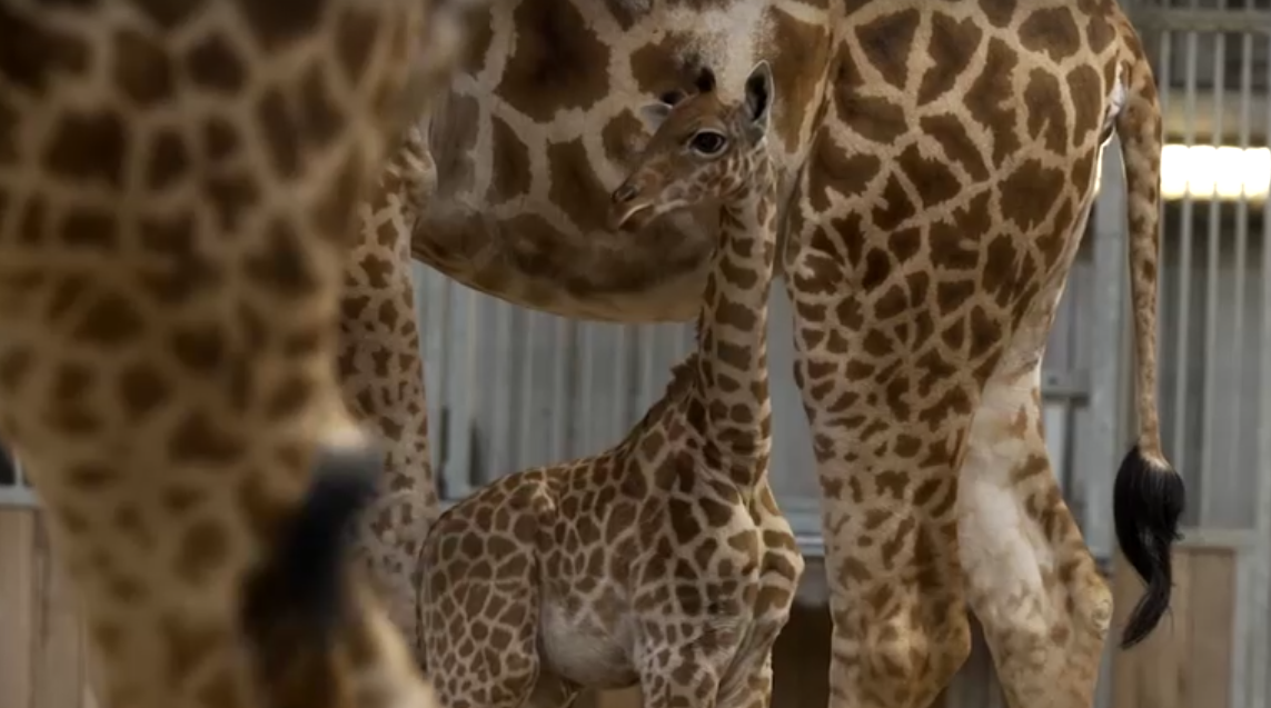 BABY GIRAFFE IN ENCLOSURE AT PARIS ZOOLOGICAL PARK
