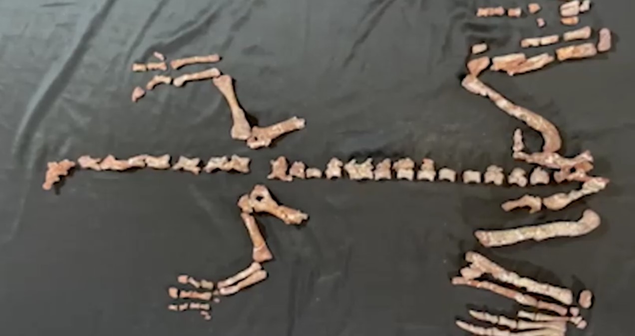 PHALANGES OF DINOSAUR LIMBS