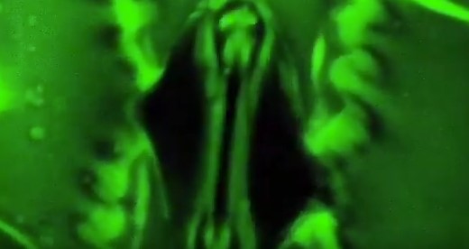 Video: Scientists Capture Real‑Time Footage of Plants “Breathing” Through Stomata