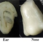 3D printed ear and nose